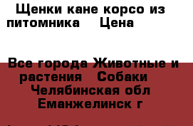 Щенки кане корсо из  питомника! › Цена ­ 65 000 - Все города Животные и растения » Собаки   . Челябинская обл.,Еманжелинск г.